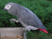 /album/ozlempetshop/a6b9f92ccdb-jpg/
