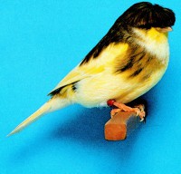 /album/ozlempetshop/a99269-kanarya-kuslari-jpg/