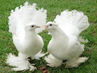/album/ozlempetshop/image-jpg/
