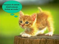 /album/ozlempetshop/indir-jpg/
