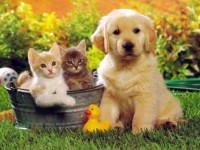 /album/ozlempetshop/kedi-19-jpg/