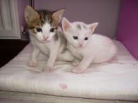 /album/ozlempetshop/f74d1f96a8b758b1471e622335a77fbb-jpg1/
